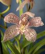 Cymbidium Orchid