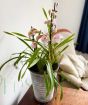 Cymbidium Orchid