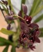 Cymbidium Orchid         