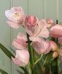Cymbidium Orchid         