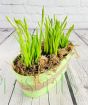 Green Daffodil planter