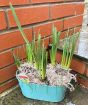 Daffodils outside in teal planter