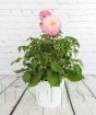 pink dahlia