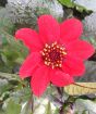 Close up of red dahlia