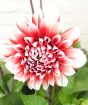 Red and white bi-colour dahlia