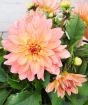 Peach dahlia