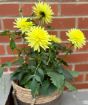 Dahlia yellow July 2025