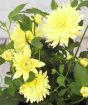 Yellow Dahlia 2025