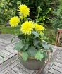 Yellow Dhalia July 2025