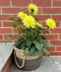 Yellow Dhalia July 2025