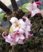 Daphne Odora Flowers