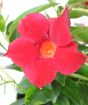 Red Dipladenia Close Up