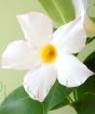 white dipladenia