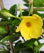 Close up of yellow dipladenia flower