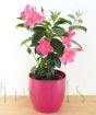 Dark pink dipladenia