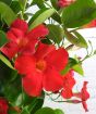 Red dipladenia flower close up