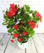 Tall red dipladenia from above