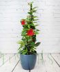 Tall Red Dipladenia