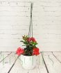 Dipladenia               