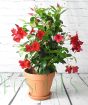 Dipladenia               