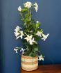 Dipladenia               