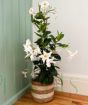 Dipladenia               