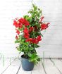 Tall Dipladenia with red flowers