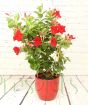Dipladenia Trellis Red