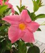 Dipladenia Trellis       