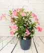 Dipladenia Trellis       