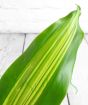 Dracaena