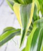 Close up of Dracaena deremensis