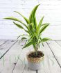 Dracaena in a sea grass basket