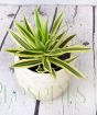 Dracaena houseplant in cream ceramic