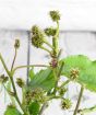 mulberry fruit for the summer