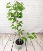 Large Mulberry Mojoberry