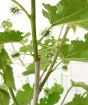Dwarf Mulberry Bush