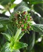 Egyptian star cluster bud