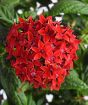 Close up of Egyptian star cluster flower