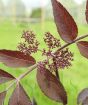 Black Elderberry