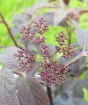 Black Elderberry