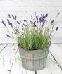 English Lavender