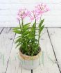 Epidendrum
