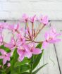 close up epidendrum flower