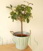 Etrog tree in metal pail