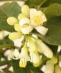 Etrog flowers