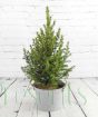 Evergreen Dwarf Conifer in Grey Ribbed Pail.