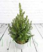 Evergreen Dwarf Conifer