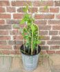 Everlasting sweetpea