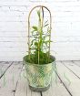 Everlasting sweetpea